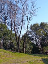 alberi 