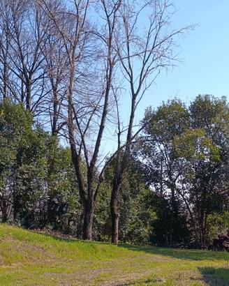 alberi 