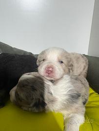 Pastori australiani cuccioli