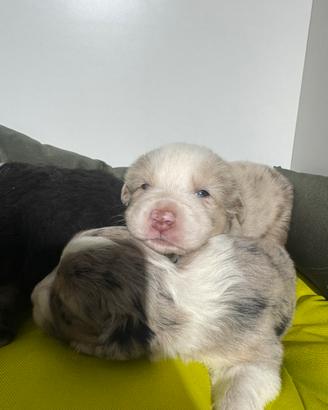 Pastori australiani cuccioli