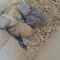 Pappagalli inseparabili pulli