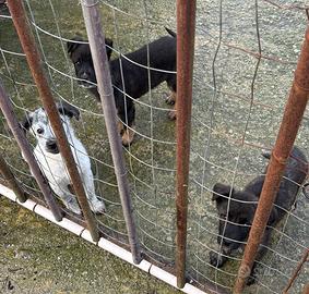 Cucciolo di cane