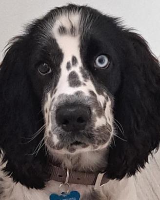 Cocker Spaniel Inglese da Monta