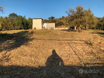 Terreno agricolo zona monreale