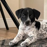 Cucciole dalmata/labrador