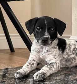 Cucciole dalmata/labrador