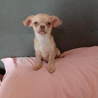 Cucciola chihuahua