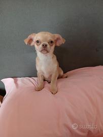 Cucciola chihuahua