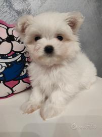 Femminuccia maltesina