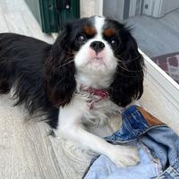 Cavalier king per accoppiamento