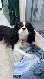 Cavalier king per accoppiamento