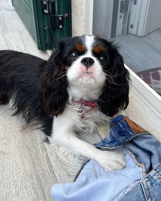 Cavalier king per accoppiamento