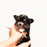 Cuccioli chihuahua pelo lungo