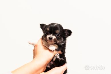 Cuccioli chihuahua pelo lungo