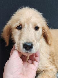 Cuccioli golden retriever