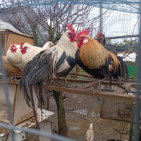 Galline Ornamentali Phoenix Onagadori