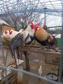 Galline Ornamentali Phoenix Onagadori