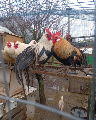 Galline Ornamentali Phoenix Onagadori