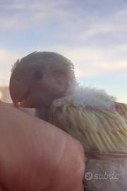 Pappagalli inseparabili da imbecco