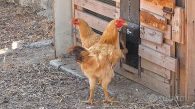 Galline
