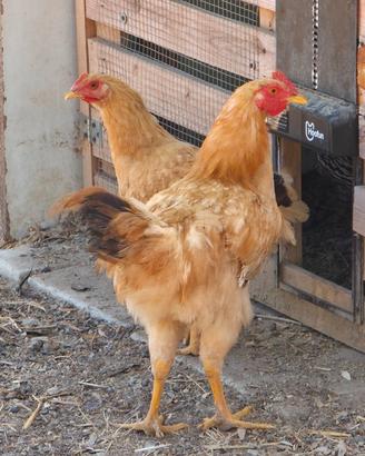 Galline