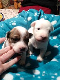 Cucciolini Jack Russell