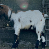 Capra tibetana