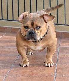 Micro bully maschio