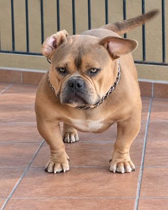 Micro bully maschio