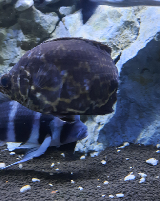 Pesce foglia
