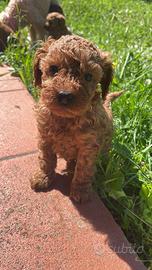Cucciola Barboncino Nano