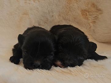 Cuccioli Pomapoo genitori testati con Pedigree