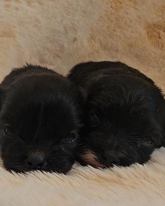 Cuccioli Pomapoo genitori testati con Pedigree