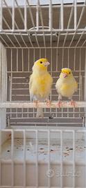 Canarini coppia