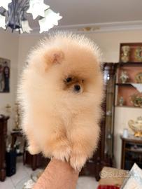 Spitz di Pomerania nano