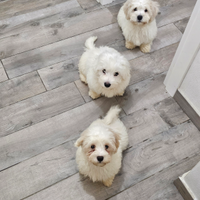 Cuccioli Maltesi e Maltipoo