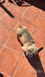 Bull dog francese
