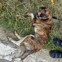Cane meticcio