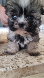 Cucioli shitzu în vendita