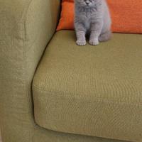 Gattina scottish fold