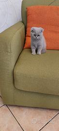 Gattina scottish fold