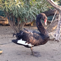 Cigno nero femmina