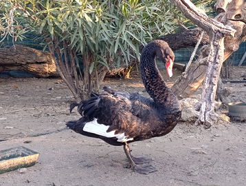 Cigno nero femmina
