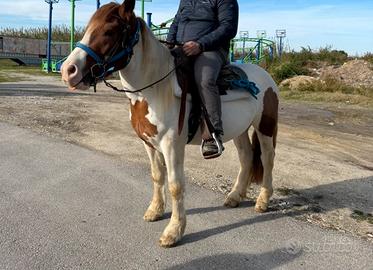 Cavallo castrone 3 anni