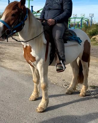 Cavallo castrone 3 anni