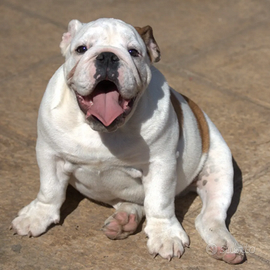 Bulldog inglese