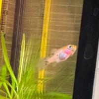 Avannotti Guppy/Molly