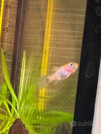 Avannotti Guppy/Molly