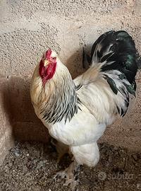 Coppia brahma bianco Columbia