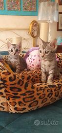 Cuccioli bengala Silver e Brown